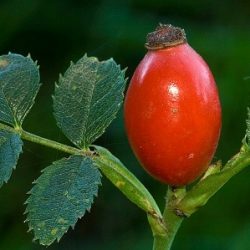 Alimentarse con la naturaleza