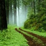 Ética y naturaleza
