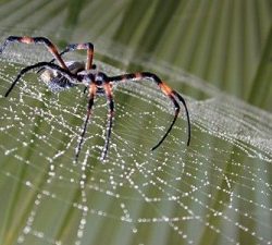 Arañas: el hilo de la vida