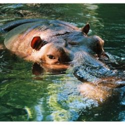 El ojo del hipopótamo