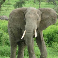 El origen de los elefantes