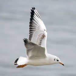 Una joven gaviota