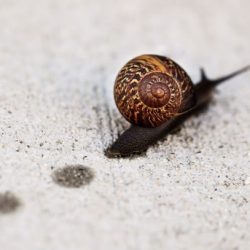 La leyenda de la gacela y el caracol