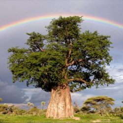 El árbol