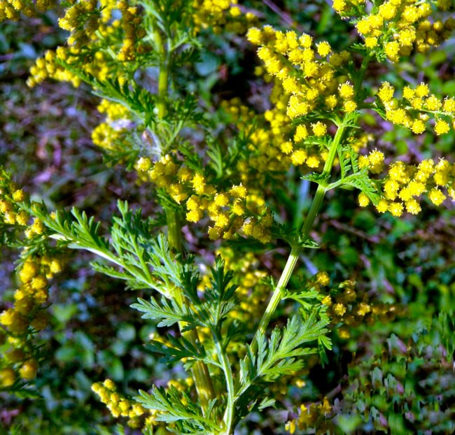 artemisa annua