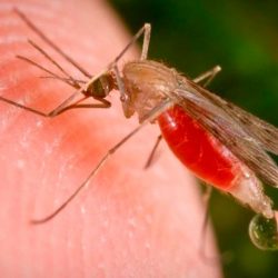 Artemisa: la planta que vence a la malaria