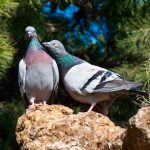 El obsequio de las palomas