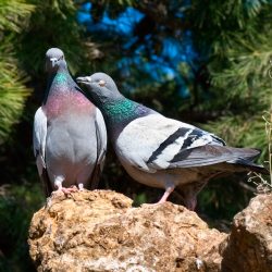 Cuento obsequio palomas