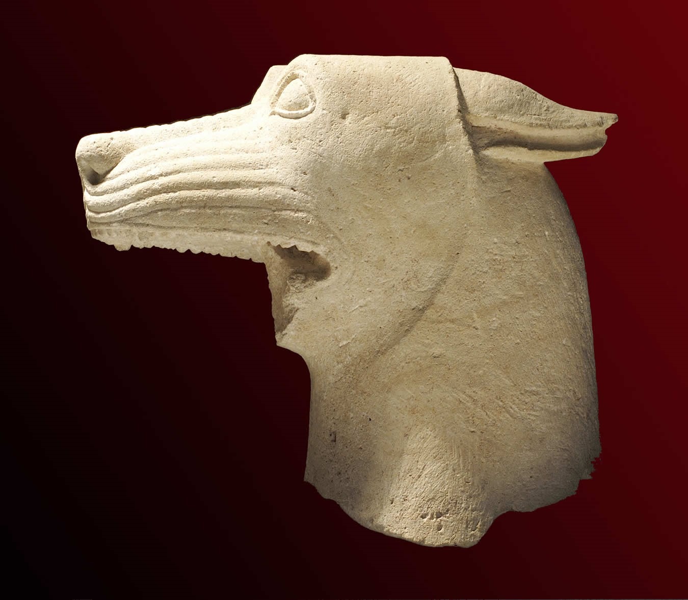 cabeza de lobo llamada de El Pajarillo en el museo arqueológico de Jaen