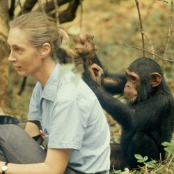 Jane Goodall