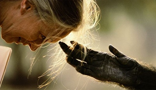 el sueño de jane goodall 4