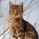 Afrodita y la Gata