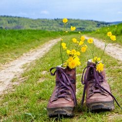 Camino de Santiago