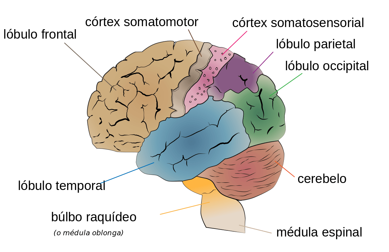 Cerebrum lobes es