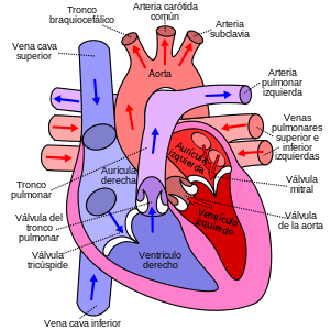 300px Diagram of the human heart (cropped) es.svg