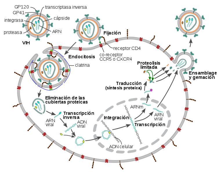 ciclo de replicación de los virus
