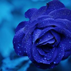 De la rosa azul a los versos místicos: Juan Ramón y Amado Nervo