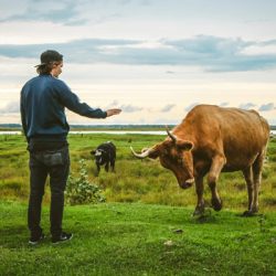 animales y humanos