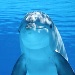 inteligencia delfines