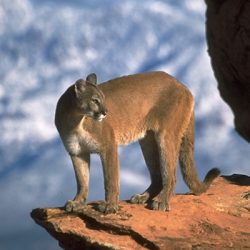 Animales simbólicos entre los indios Pueblo