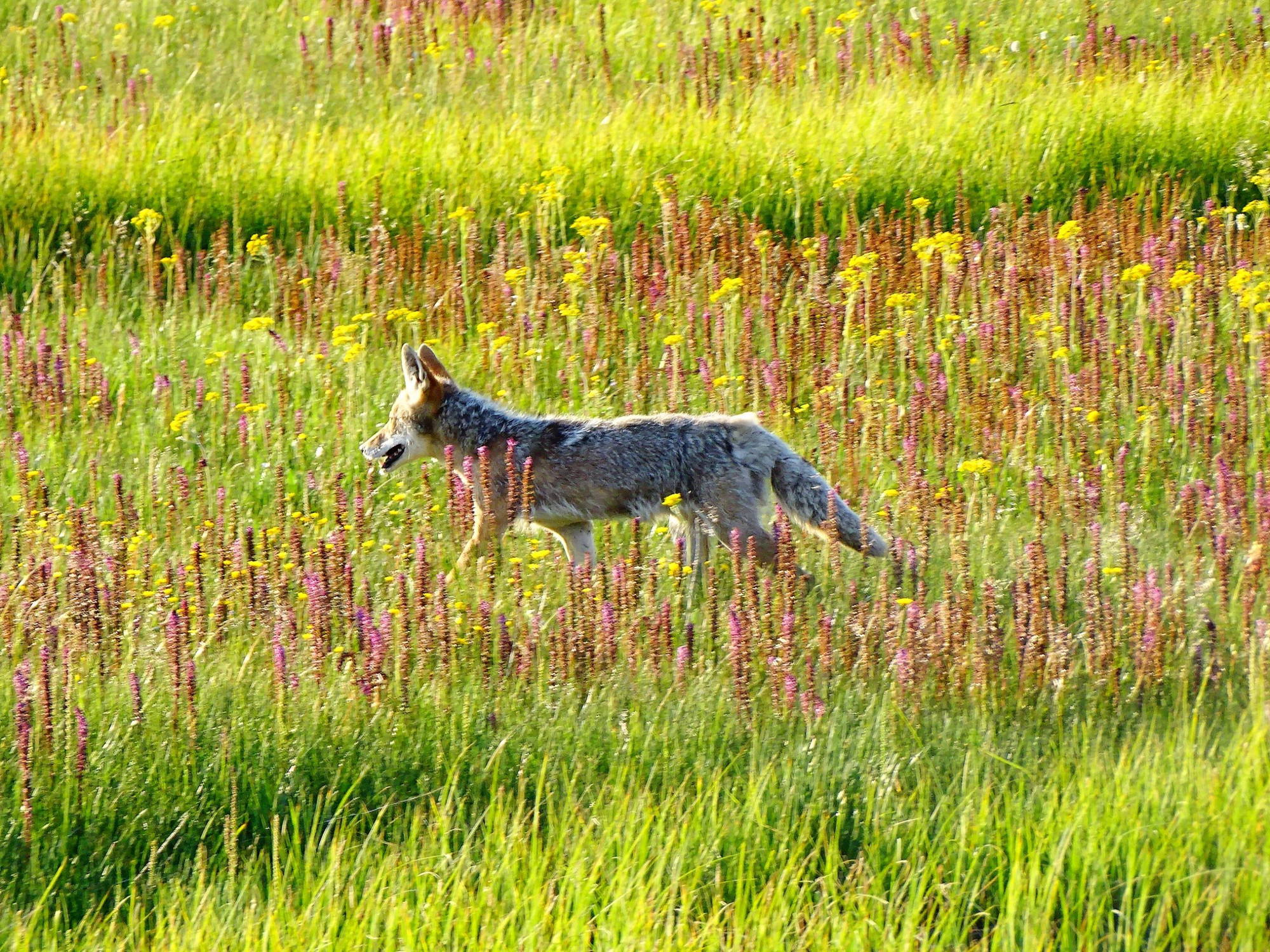 Fauna del Parque coyote 02 02