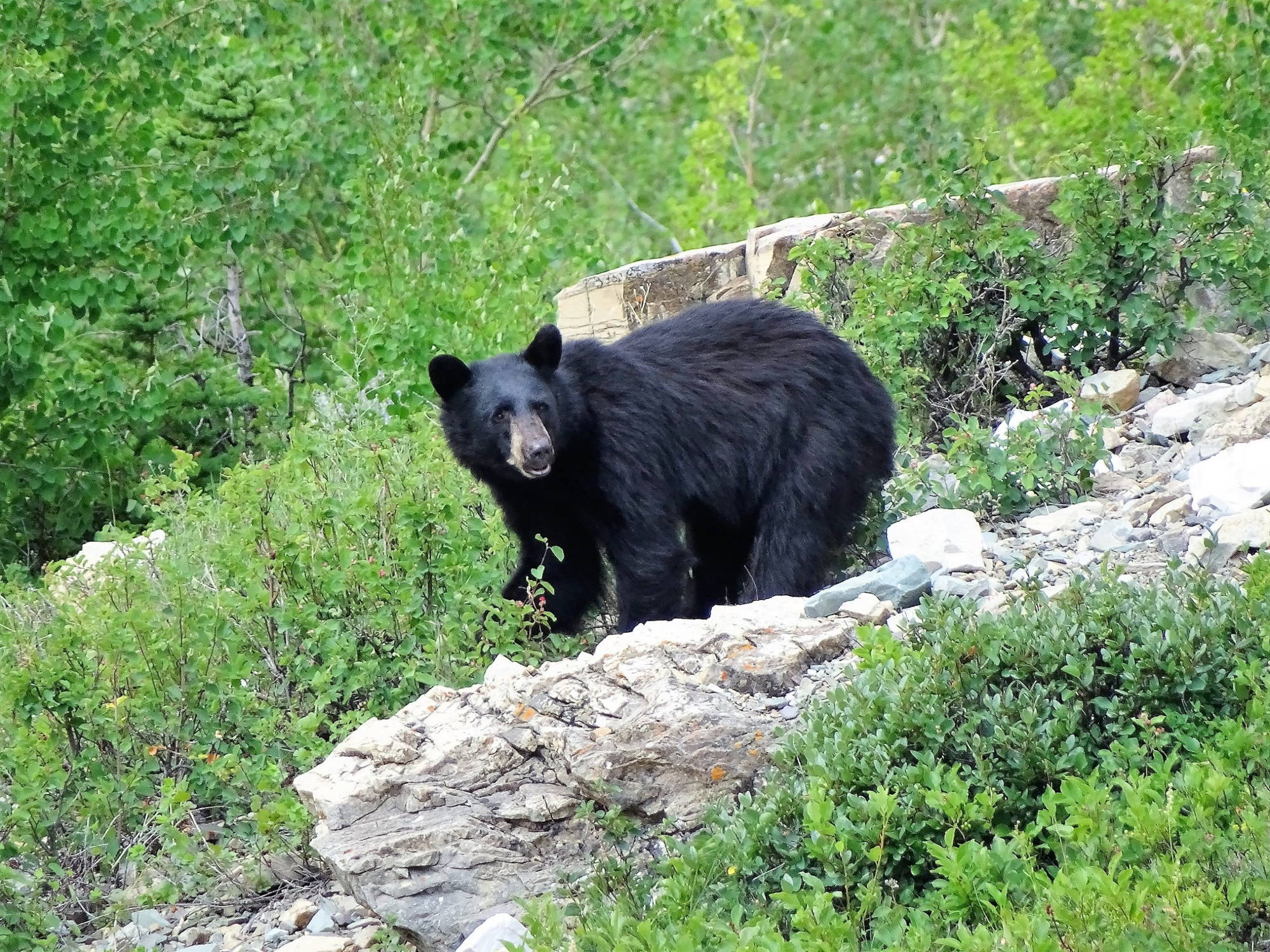 Fauna del parque oso negro