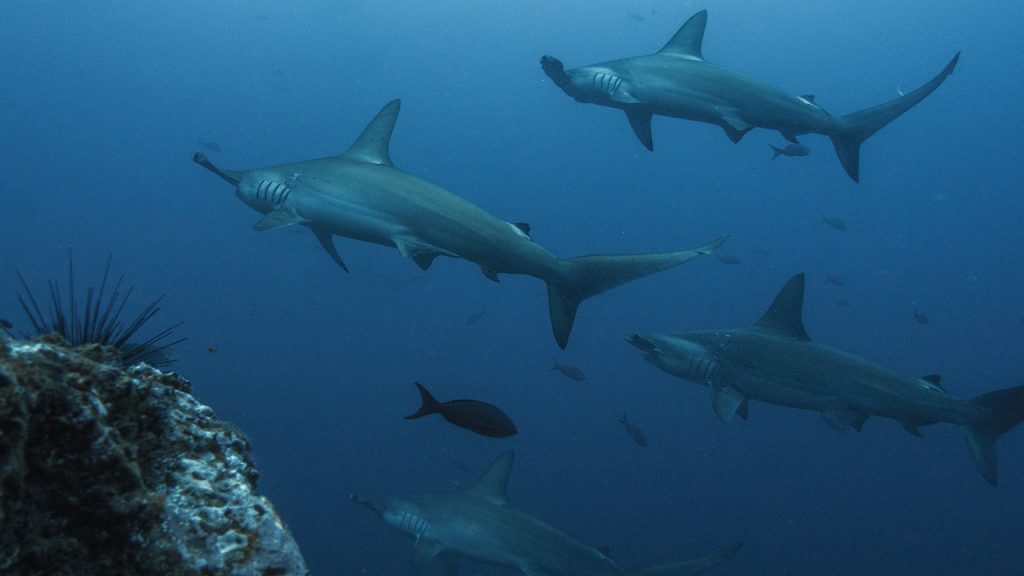 Figura 2. Escuela de tiburones martillos en isla Wolf, Galapágos (Ecuador). Foto de Pelayo Salinas.