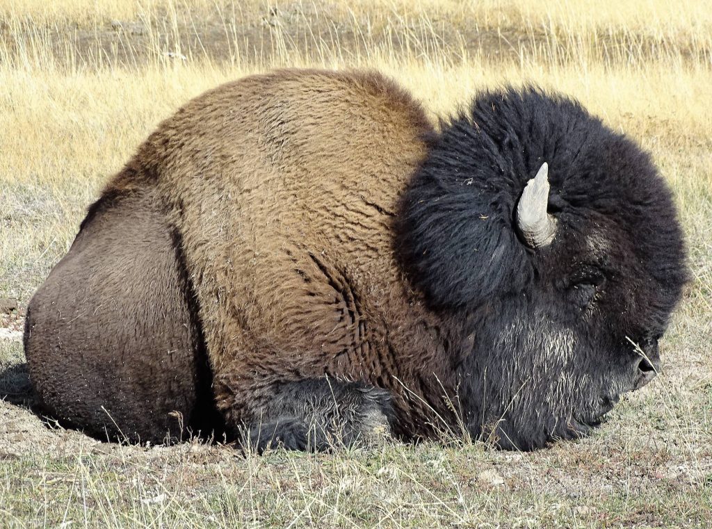 bisonte yellowstone