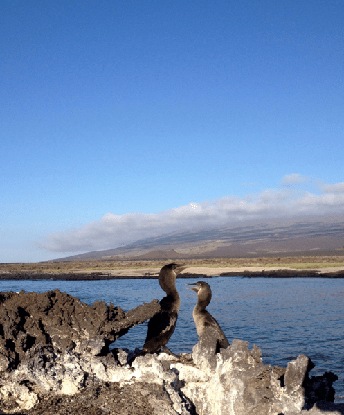 Cormoranes Galápagos