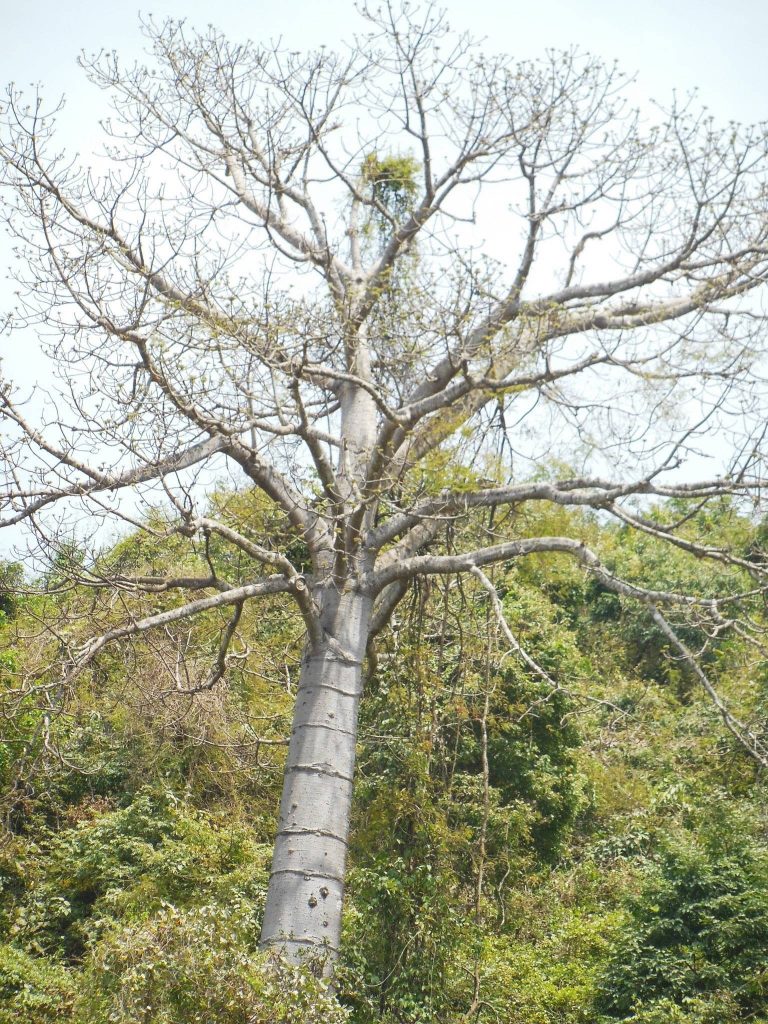 Foto: árbol pijío de la costa ecuatoriana.