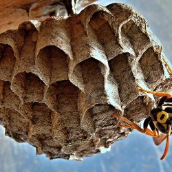 Naturaleza constructora: palacios de cera