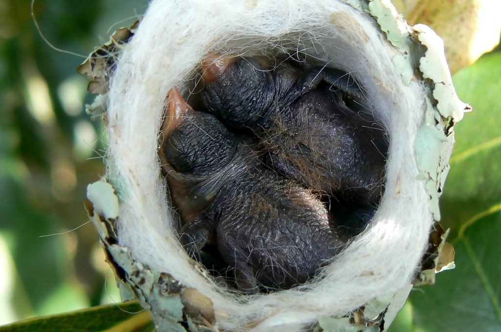 nido de colibrí