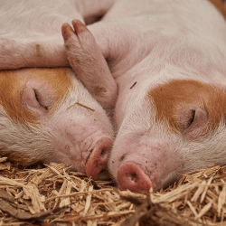 El respeto a la Tierra: una nueva forma de vivir