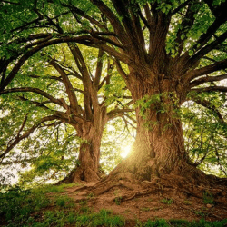 Descubriendo la naturaleza