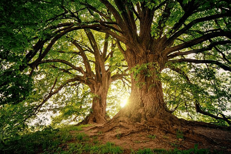 Descubriendo la naturaleza