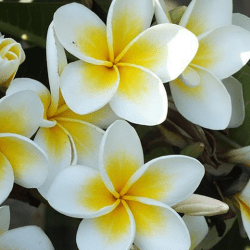 Palmas y flores, una ofrenda través del tiempo