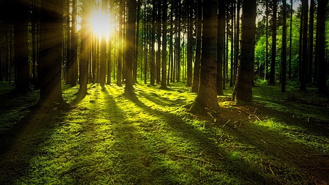La comunicación en la naturaleza