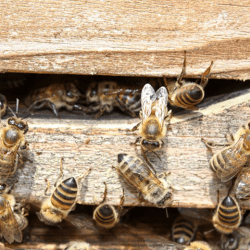 La comunicación en la naturaleza