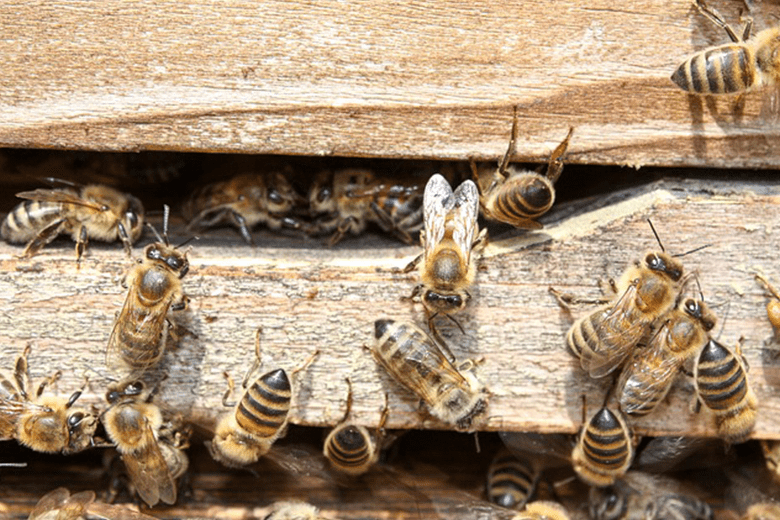 La comunicación en la naturaleza