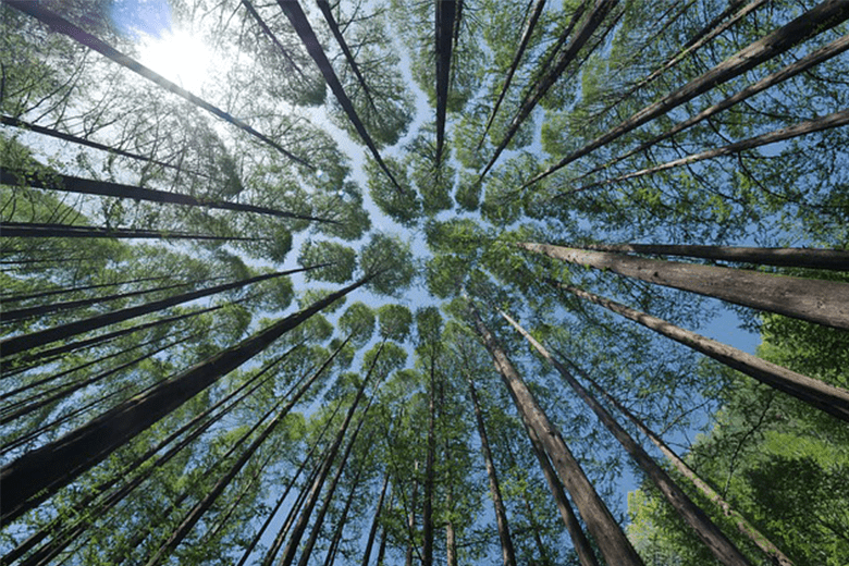 Fundamentos filosóficos de la ecología