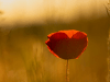 Un corazón de oro