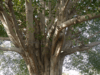 El ashvattha, el árbol sagrado de la India