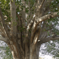 ashvattha