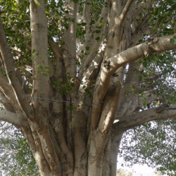 El ashvattha, el árbol sagrado de la India