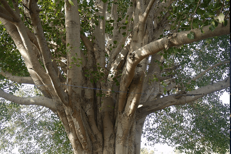 El ashvattha, el árbol sagrado de la India
