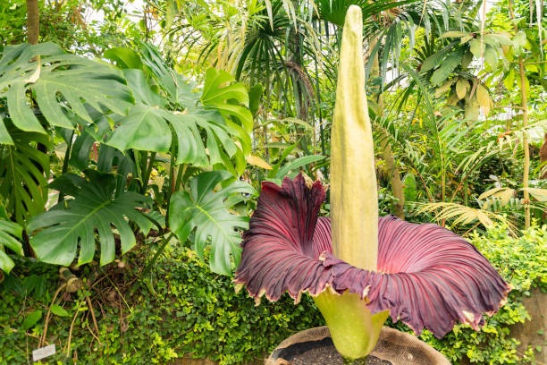 Flor cadáver - Amorphophallus Titanum