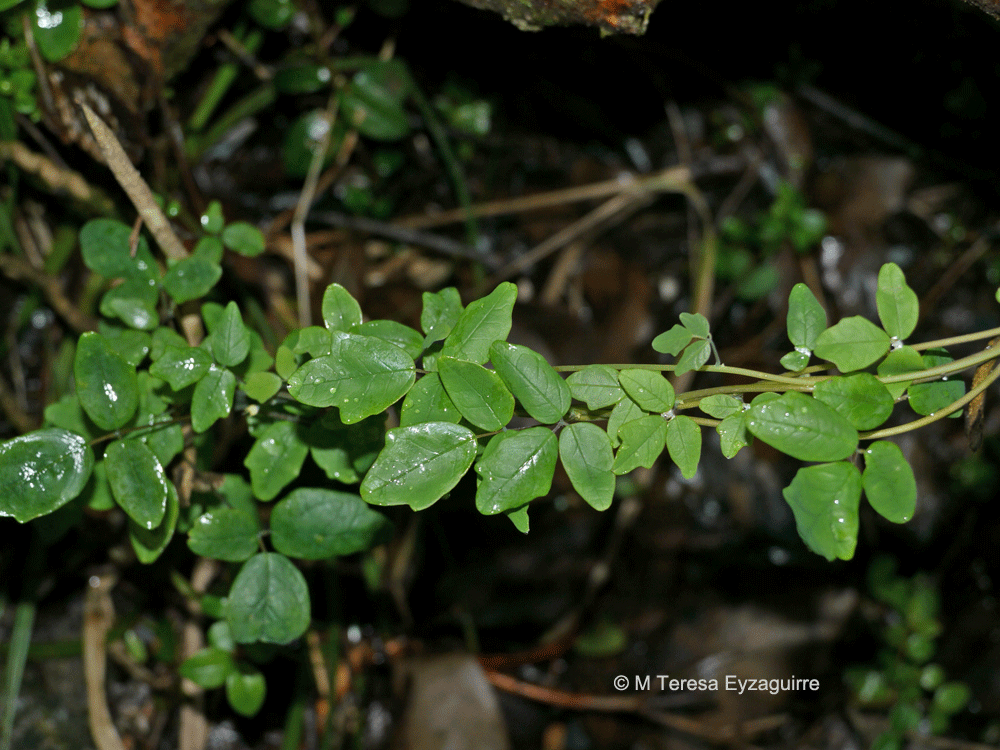 Boquila (trifoliliolata)