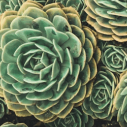 Fractales: arquetipos de la creación