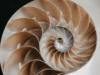 Geometría en la naturaleza: equipartición y número de oro