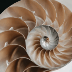Geometría en la naturaleza: equipartición y número de oro